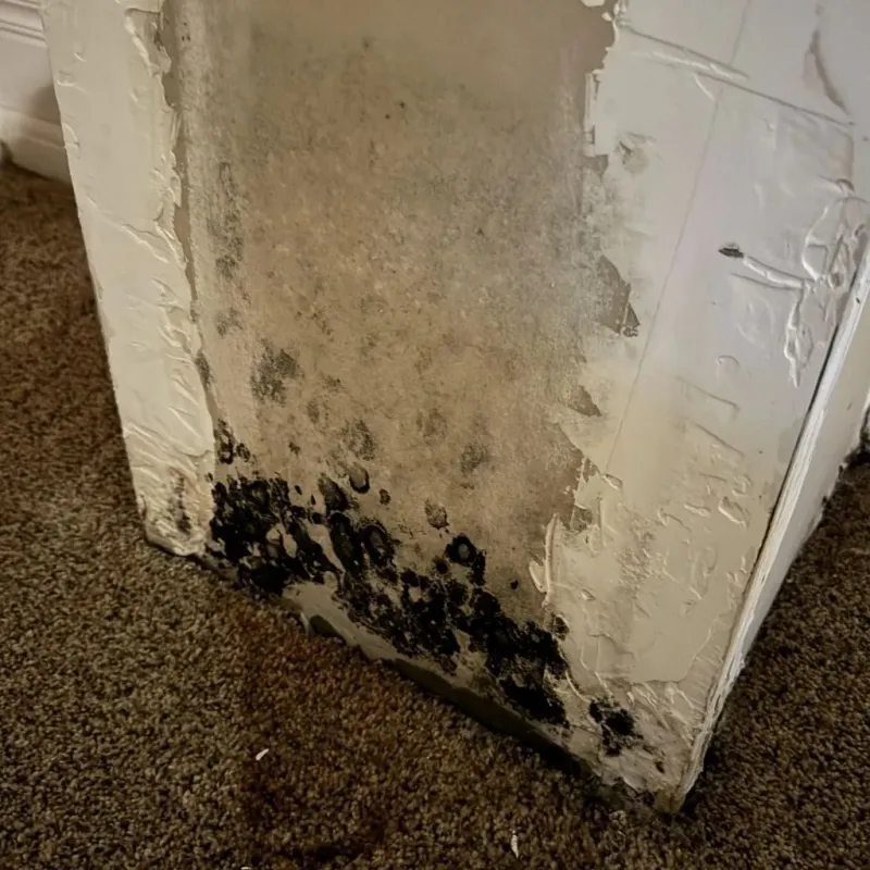 Professional Mold Removal in Bunche Park, FL